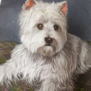 Westie Tee Shirt
